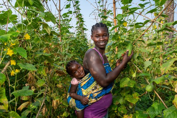 A farm of her own: The potential of locally-led agricultural cooperatives in Liberia - Header Image