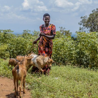 Yabu anet-thumbnail 2