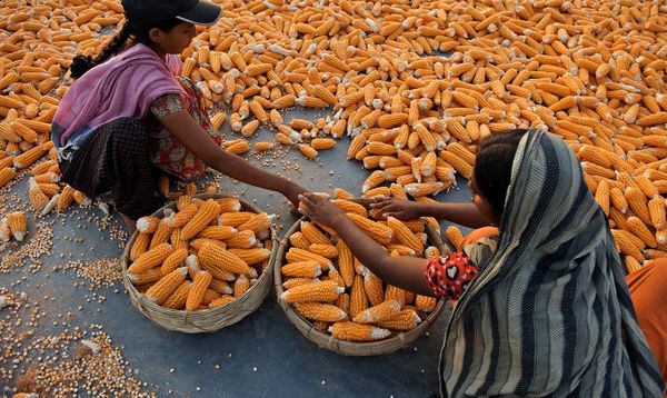 Agriculture and nutrition: Exploring the links and disconnects - Header Image