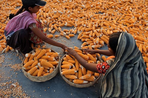 Agriculture and nutrition: Exploring the links and disconnects - Header Image