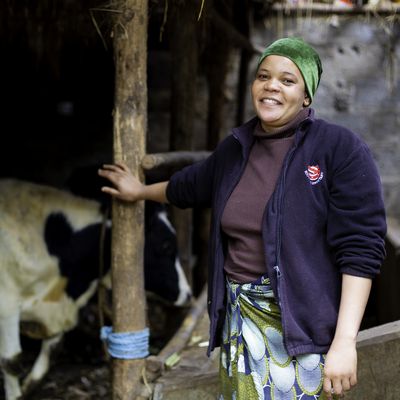 A smiling woman is standing next to a cow in a barn.