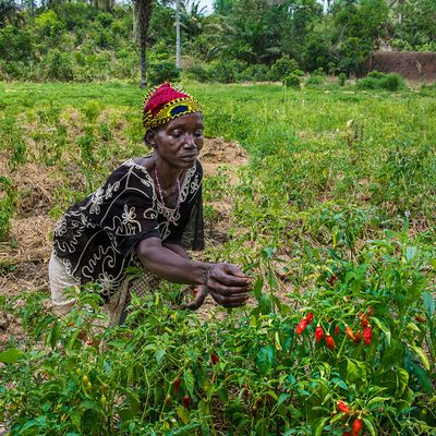 BRAC Sierra Leone, woman working in her garden