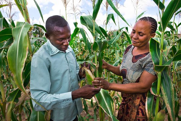 BRAC Tanzania agriculture, husband and wife looking at their corn crops