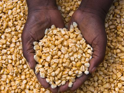 Tanzania Agriculture seeds - Climate