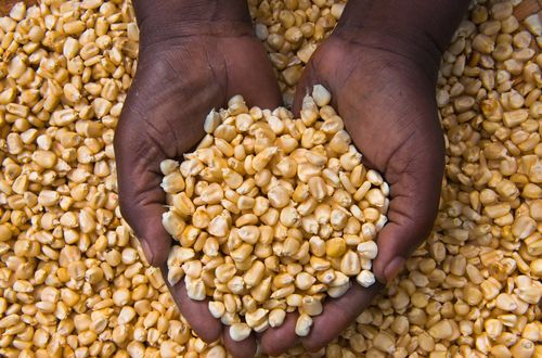 Corn kernels being held by two hands in close-up