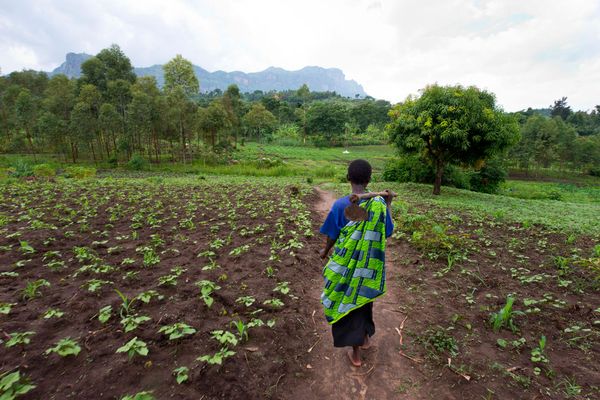 The sweet, miracle food that is fighting malnutrition in Uganda - Header Image