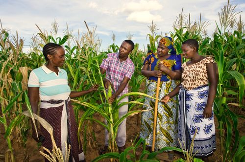 Agri-support systems-Tanzania