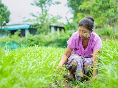 MF Myanmar Agri loans client