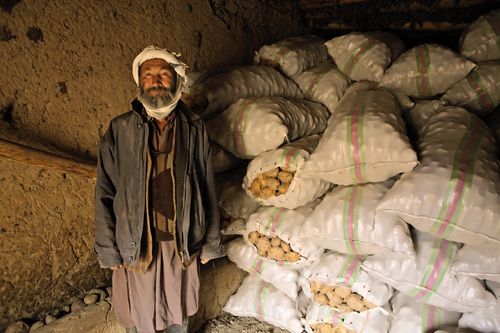 Afghanistan-Agriculture, Food Security and Livelihood