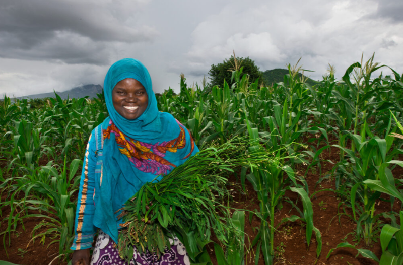 Agriculture web page 12