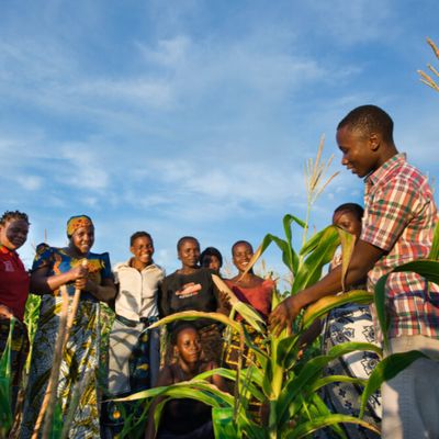 Agriculture web page 10