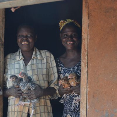 Agriculture web page 4