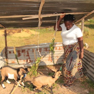 Agriculture web page 7