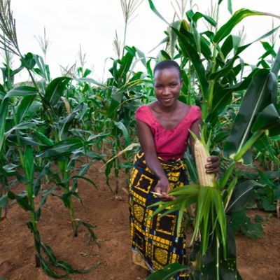 Agriculture web page 8