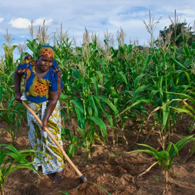 Agriculture web page 9