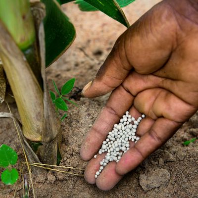 BI Agri Our strategic vision