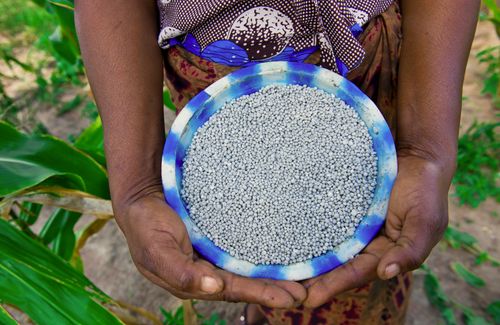 A person is holding a bowl filled with granular fertilizer in their hands.