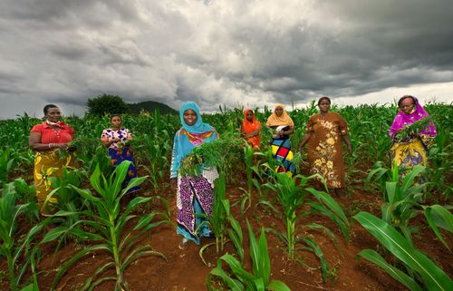 A group of seven women are standing in a field of young corn plants under a cloudy sky.