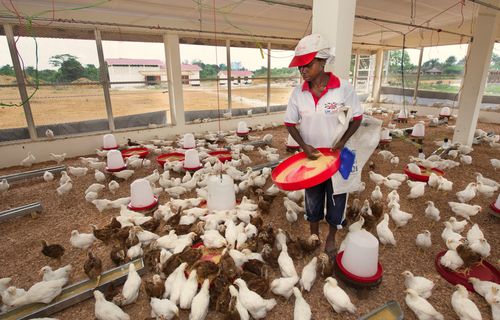 BRAC Agri Liberia Poultry