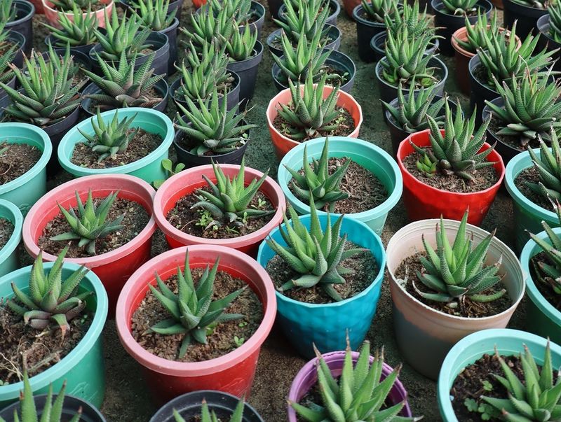 rows of young succulent plants are shown growing in colorful containers