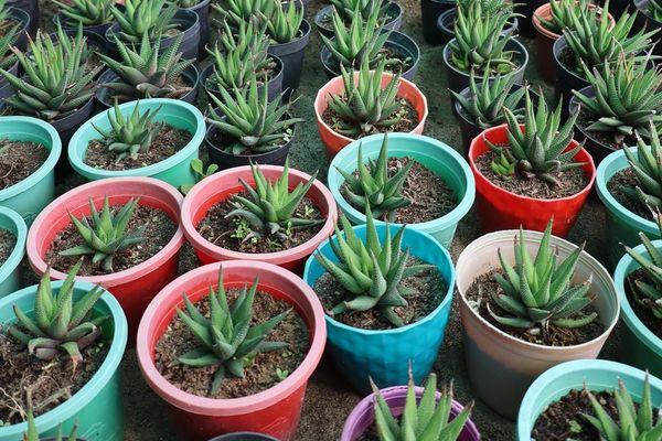 rows of young succulent plants are shown growing in colorful containers
