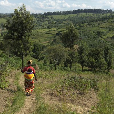 A woman walks down a hill through her field in Rwanda