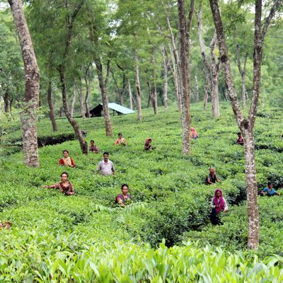 About ten tea garden workers are shown throughout the tea plants