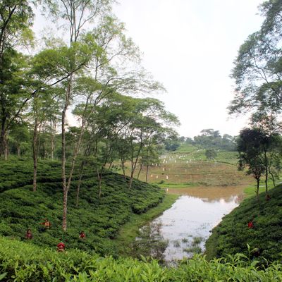 Green tea plants grow along a hill that reaches down to a waterway