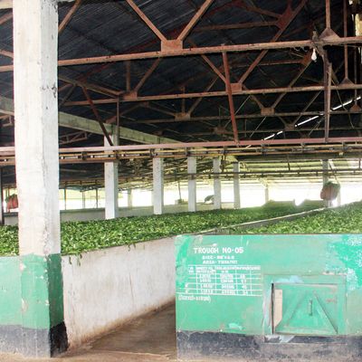 The photo is taken indoors and shows two long rows of tea leaves drying
