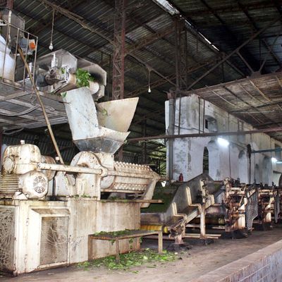 A machine crushes tea leaves in a production facility