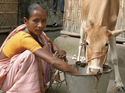 A woman in a pink and yellow outfit crouches alongside her cow while the cow eats