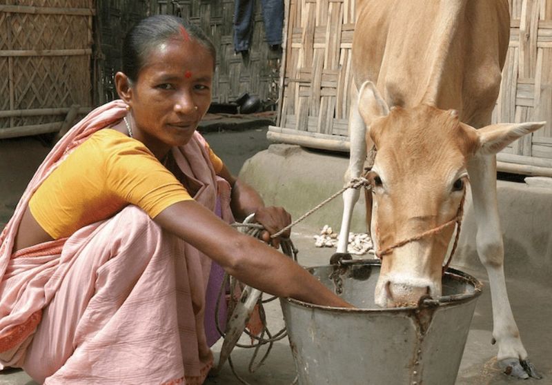 A woman in a pink and yellow outfit crouches alongside her cow while the cow eats