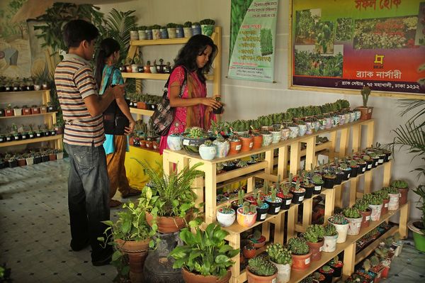 Two women and man stand in a small store displaying a mix of plants and succulents on three shelves