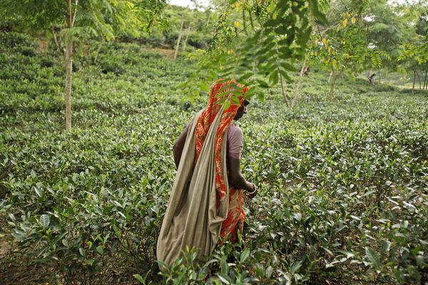 A woman wearing orange and carrying a harvesting bag stands with her back to the camera as she inspects the tea leaves