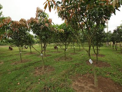 A field of saplings is shown each tree has a small white card attached to it stating the type of tree