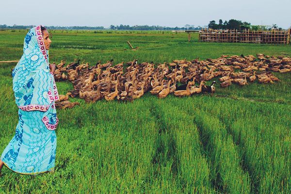 হাঁসেদের মা - Header Image