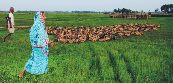 হাঁসেদের মা - Header Image