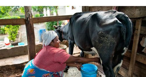 Climate-Livestock-value-chain-project-