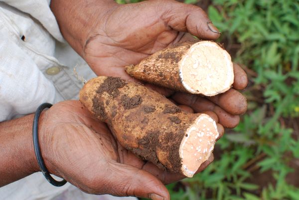 BI Agriculture Uganda-2