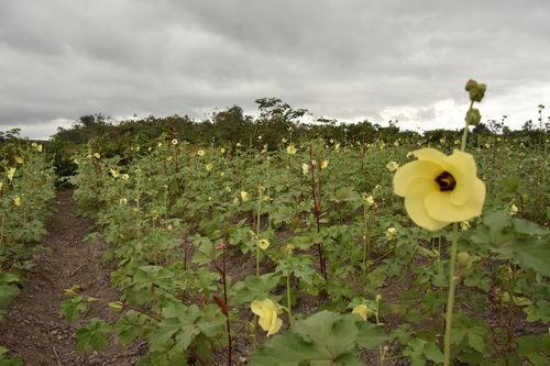 Climate - doing while learning