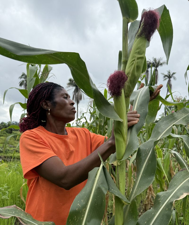 Dede observing her maize harvest in her farm. Photo: Shituma Tajrin, 2025.