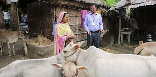 একটি গরুর জন্য… - Header Image