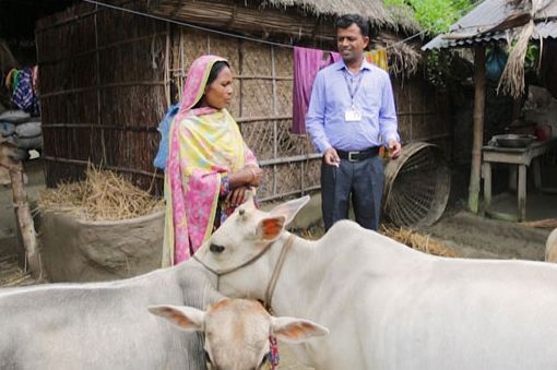 একটি গরুর জন্য… - Header Image