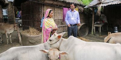 একটি গরুর জন্য… - Header Image