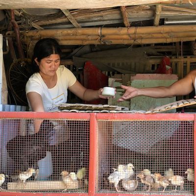 Elbis thriving chicken business which puts food on the table and is enabling the family to save for the childrens future