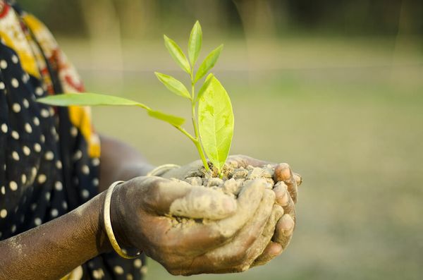 A woman with a gold bangle on her right hand holds a handful of soil with a short plant taking root