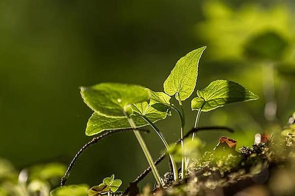 World Environment Day 2020: Time to look at how we will recover better - Header Image