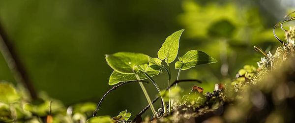 World Environment Day 2020: Time to look at how we will recover better - Header Image