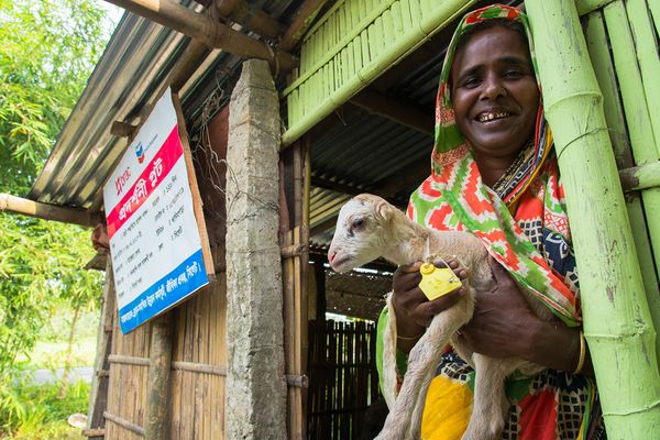 ভেড়ায় ভাগ্য ফেরায় - Header Image