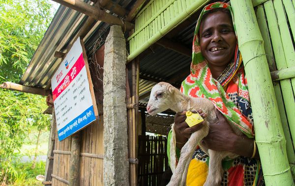 ভেড়ায় ভাগ্য ফেরায় - Header Image